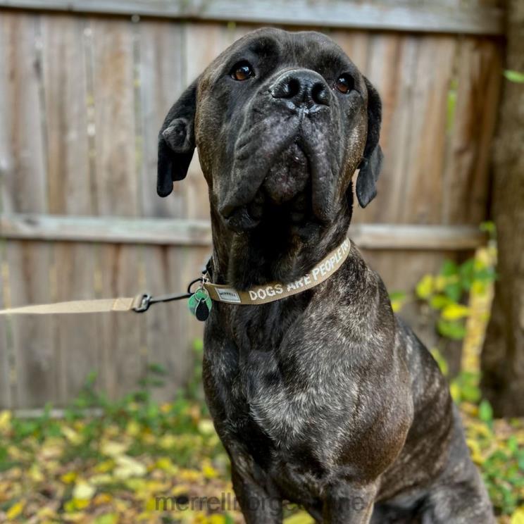 Merrell unisex 004LV271 hundehalsbånd (jaf26691-176) tilbehør sepia fargetone